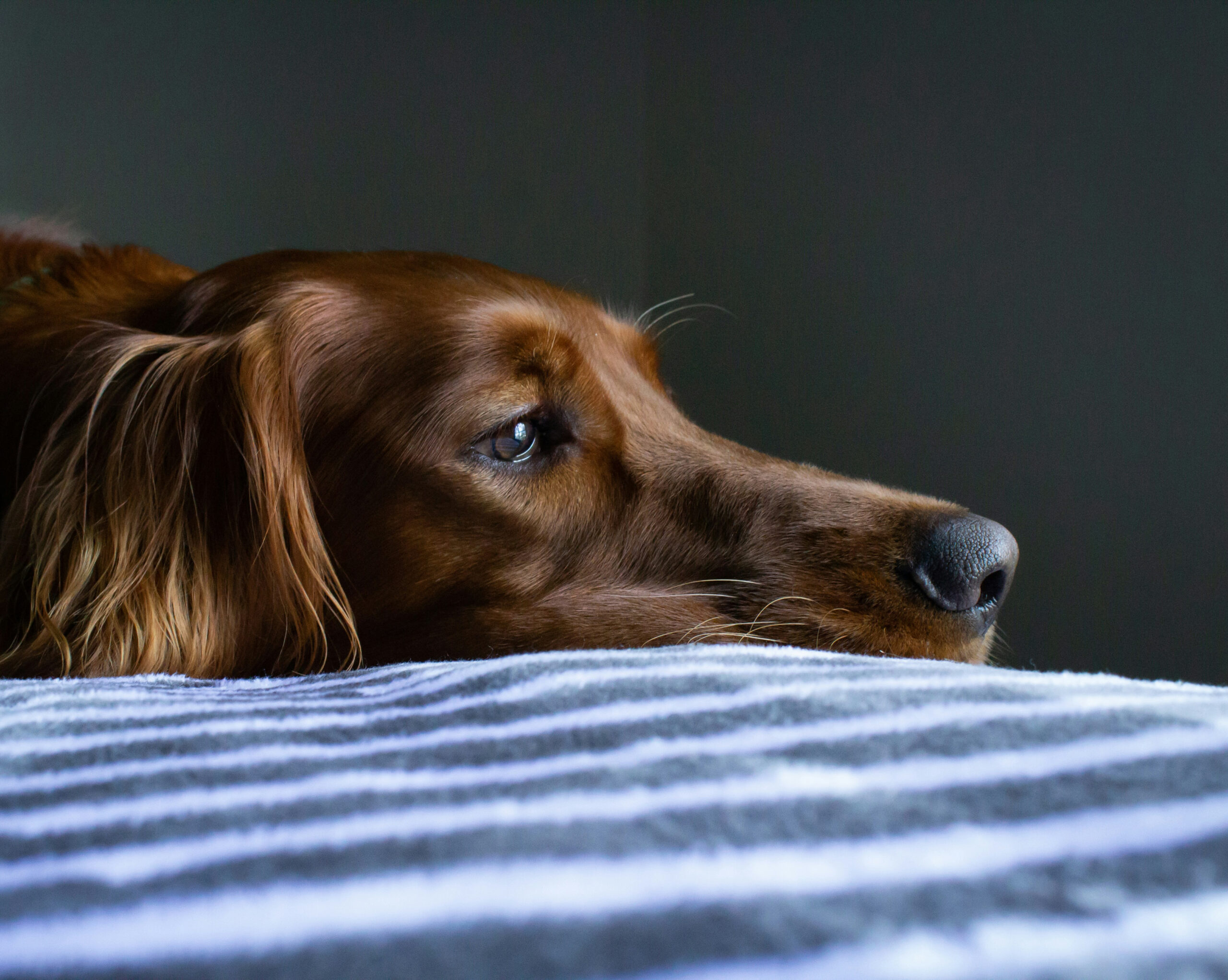 back to school blues for dogs